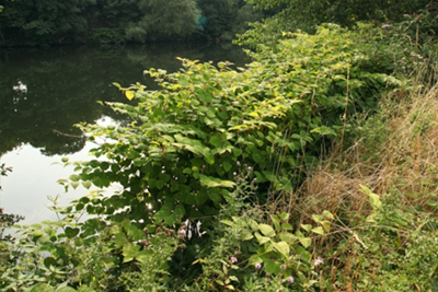 Japanese Knotweed full growth in summer